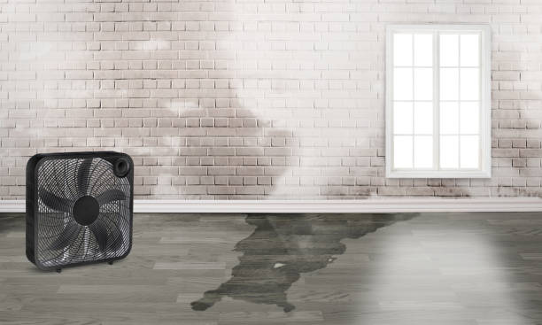 Best Basement water damage restoration  in Proctor, VT